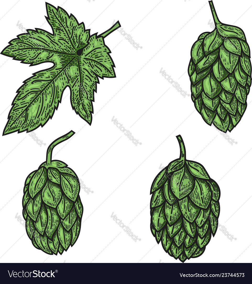 Set of beer hop in engraving style design element Vector Image