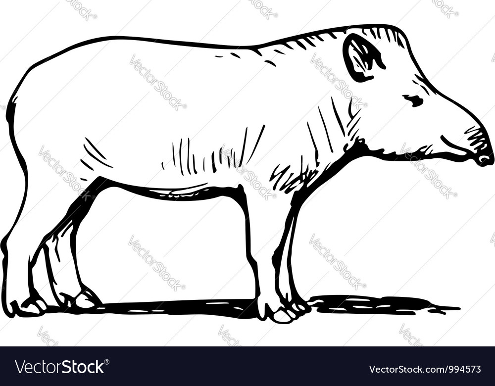 Tapir Royalty Free Vector Image - Vectorstock