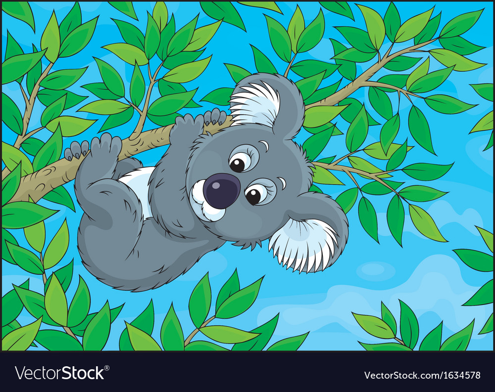 Koala