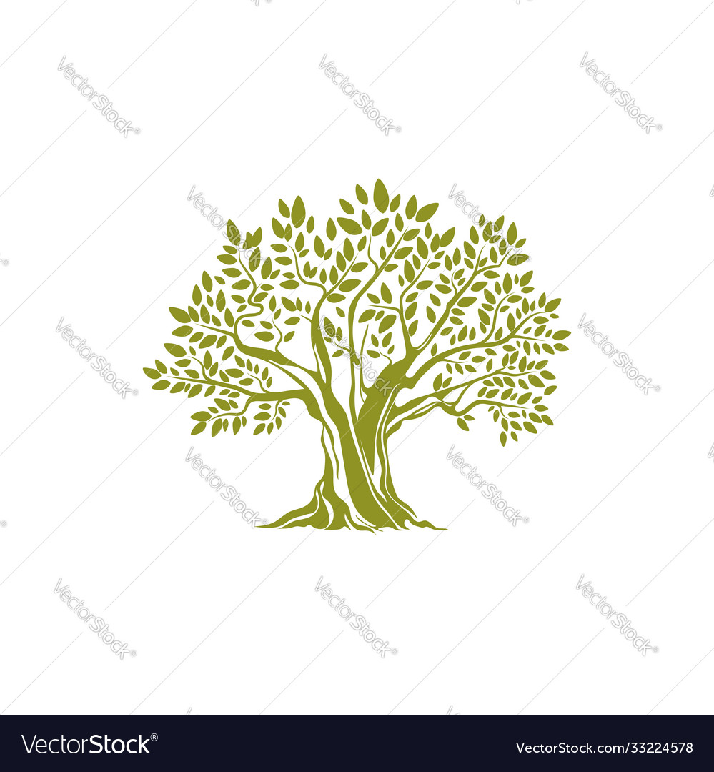 Olive tree with broad trunk branches with leaves Vector Image