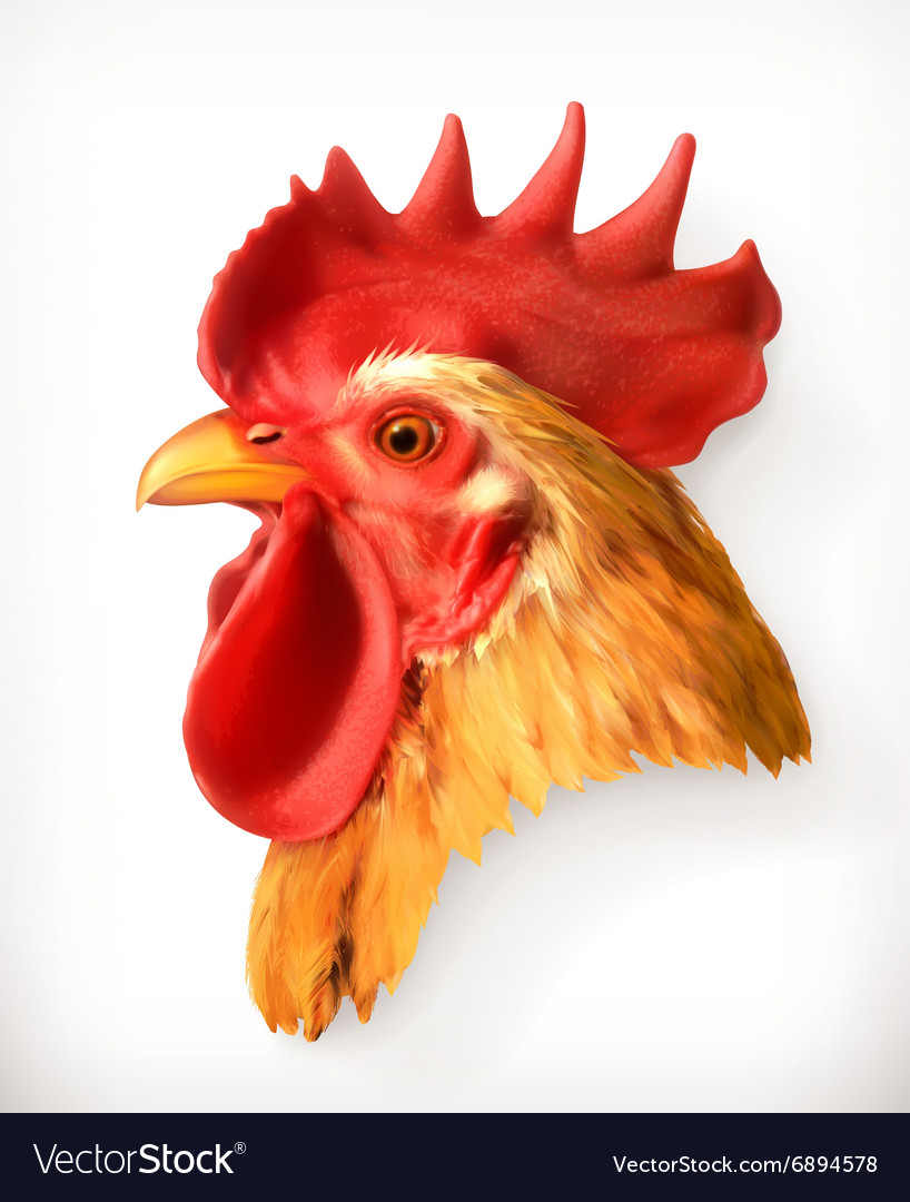 Rooster head realistic Royalty Free Vector Image
