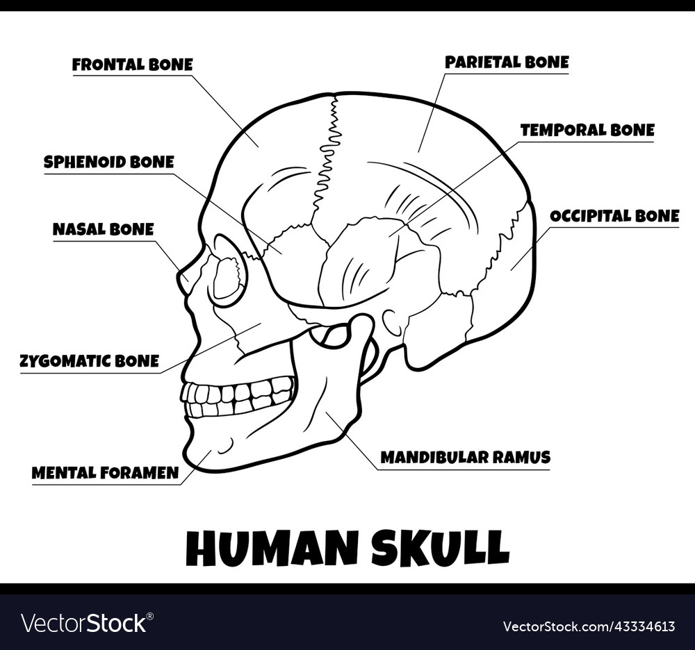 Human Skull Bones Structure Diagram Science, Vectors