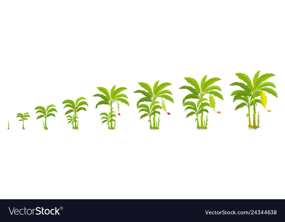 Crop cycle for banana tree crop stages bananas Vector Image