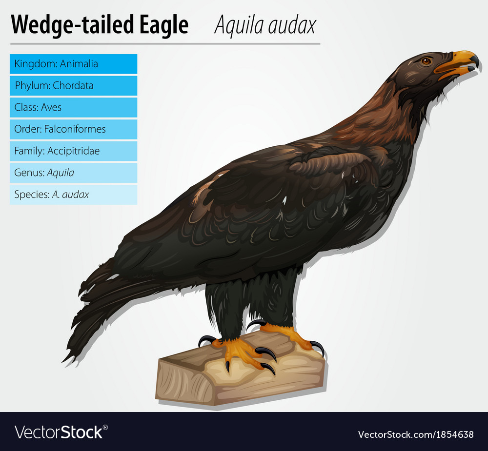 Wedge Tailed Eagle Royalty Free Vector Image Vectorstock Wedge Tailed Eagle Royalty Free Vector Image Vectorstock