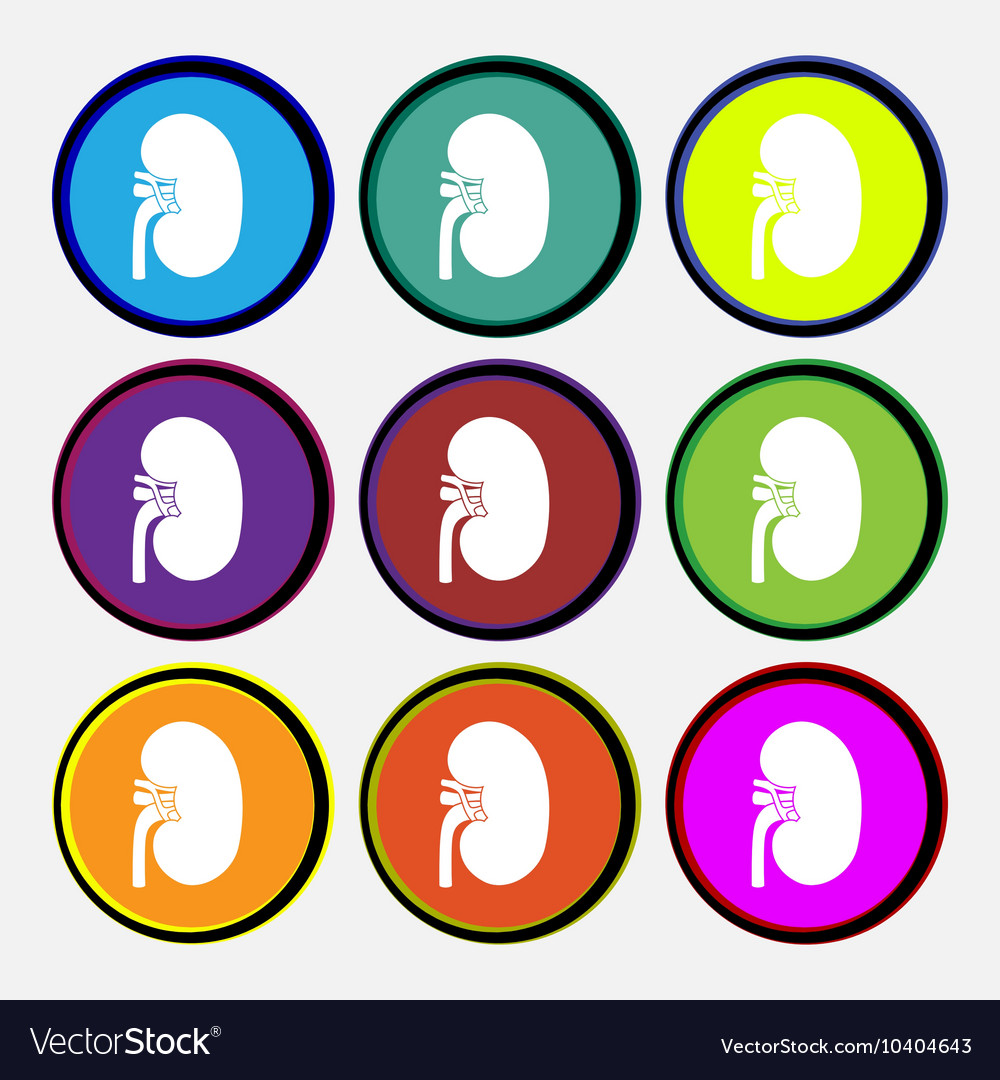 Kidney icon sign nine multi colored round buttons