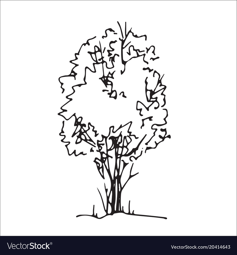 Shrub Drawing ~ Shrub Hand Drawn Sketch Freehand Drawing Vector Image ...