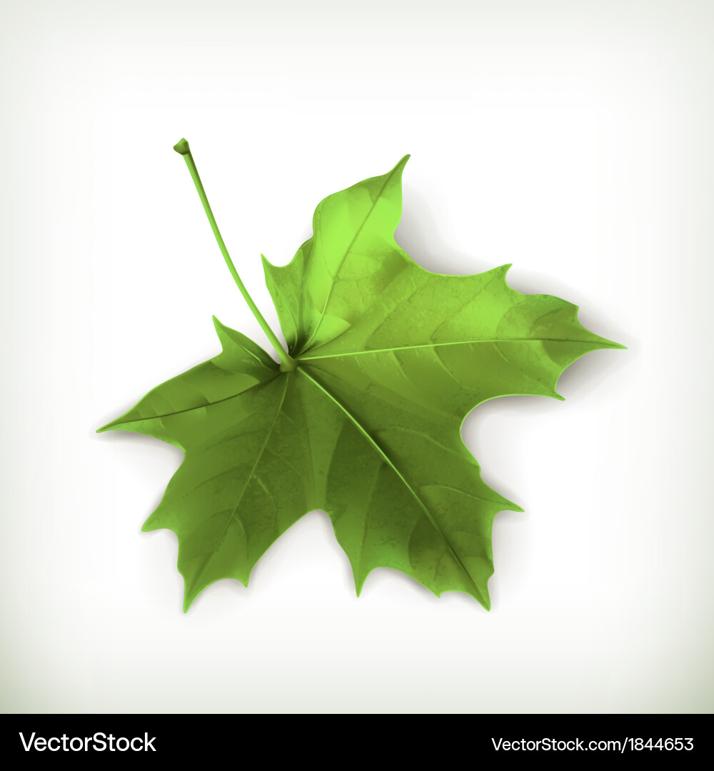Maple leaf green Royalty Free Vector Image - VectorStock