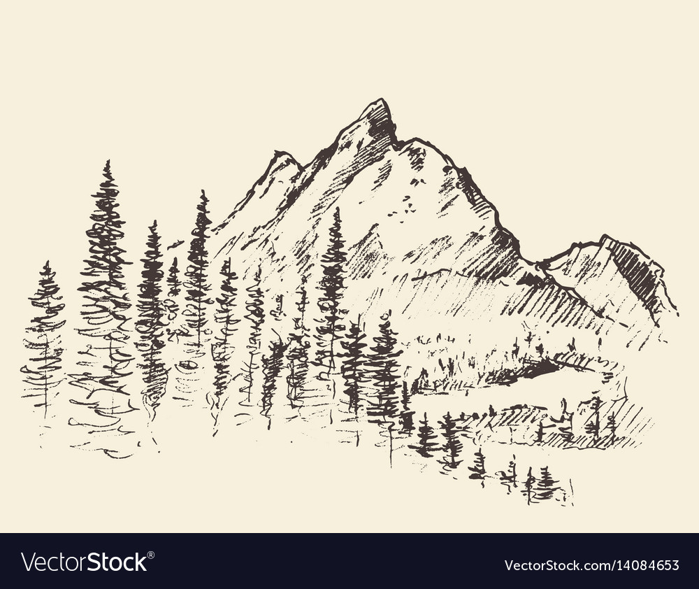 Mountain peak pine forest hand drawn