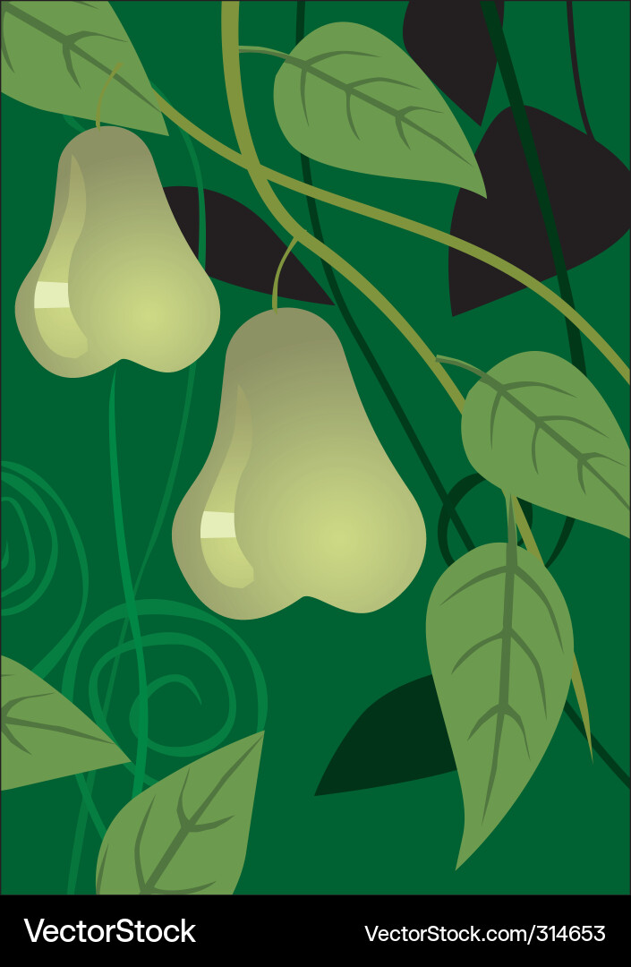 Pears Royalty Free Vector Image - VectorStock