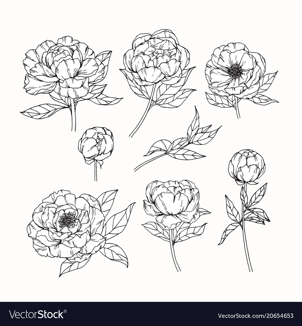 Peony Flower Drawing