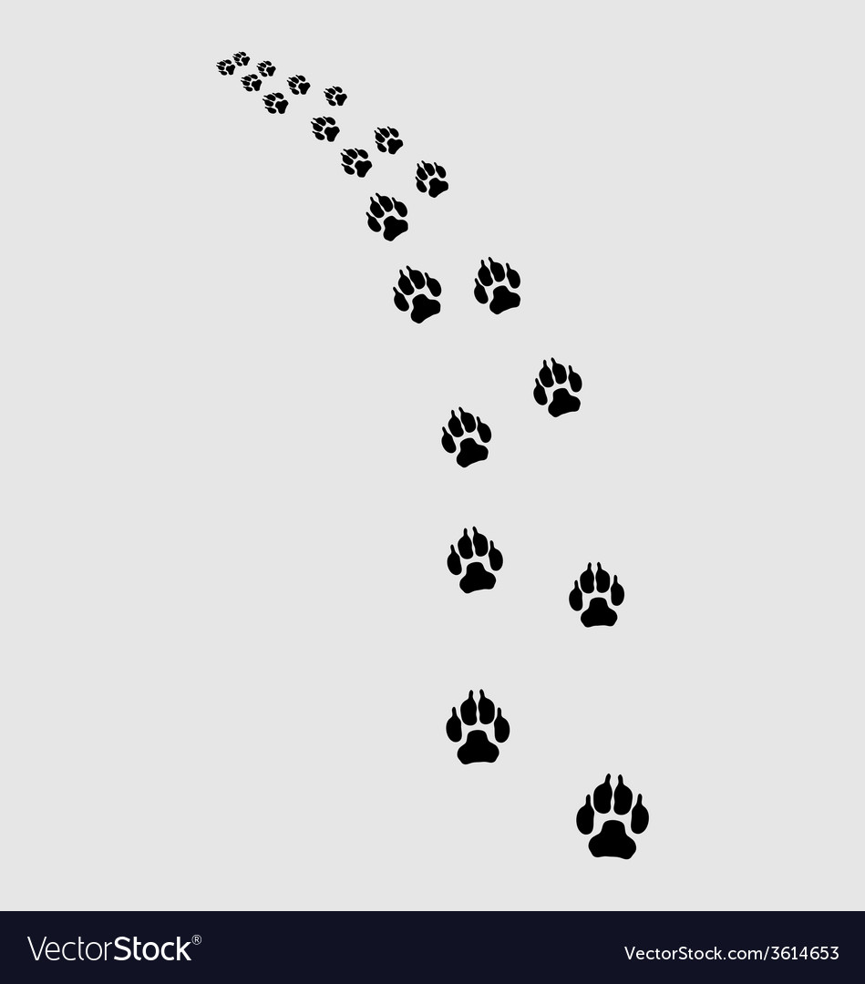 Trail of dog