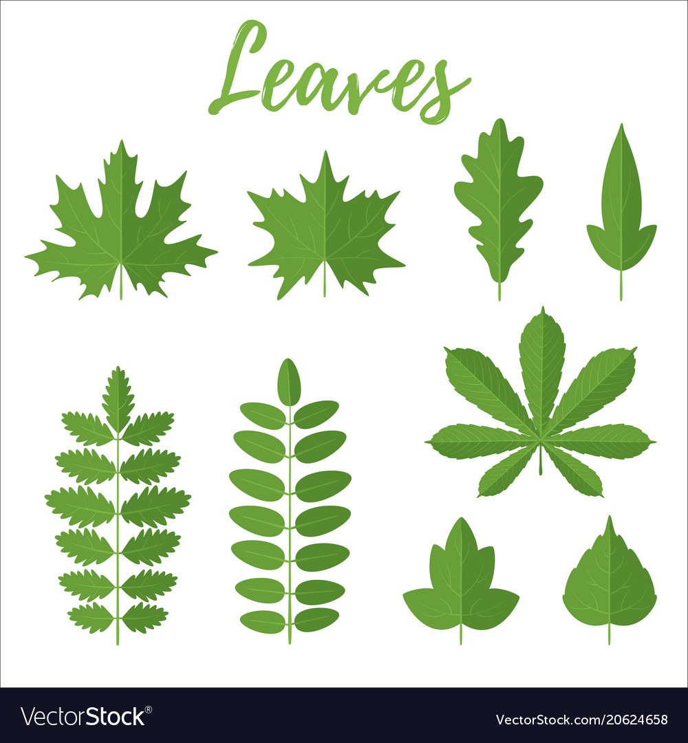 Set of green leaves