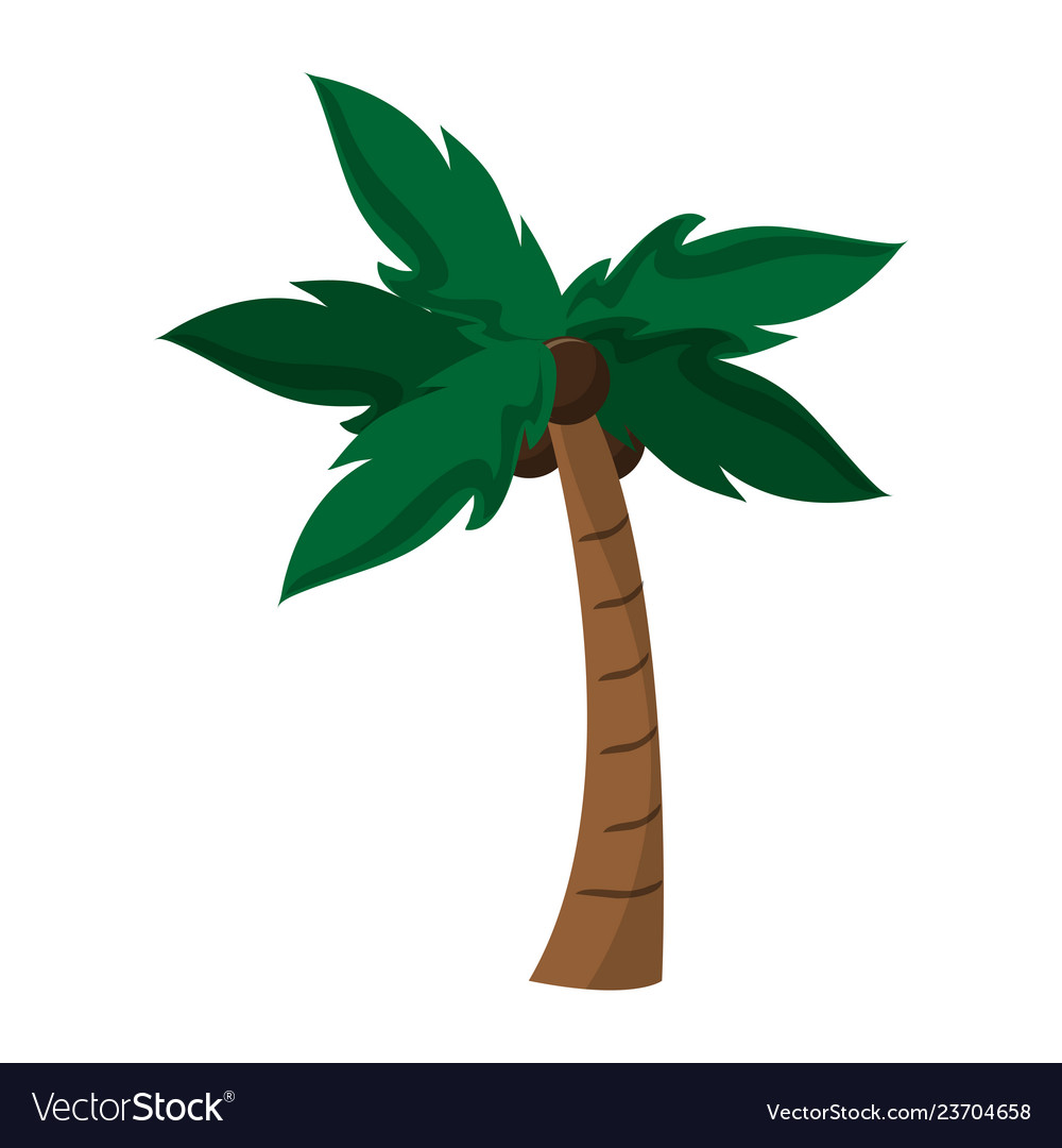 Tree palm with coconuts