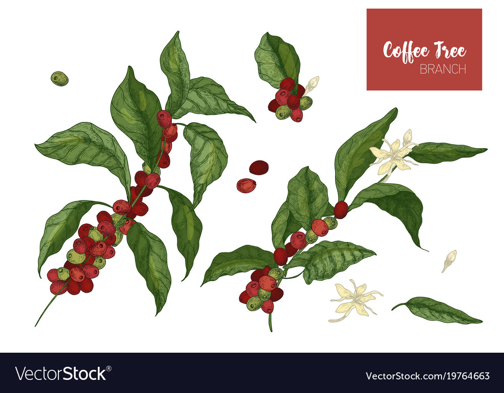 Bundle Of Botanical Drawings Coffea Or Coffee Vector Image Bundle Of Botanical Drawings Coffea Or Coffee Vector Image