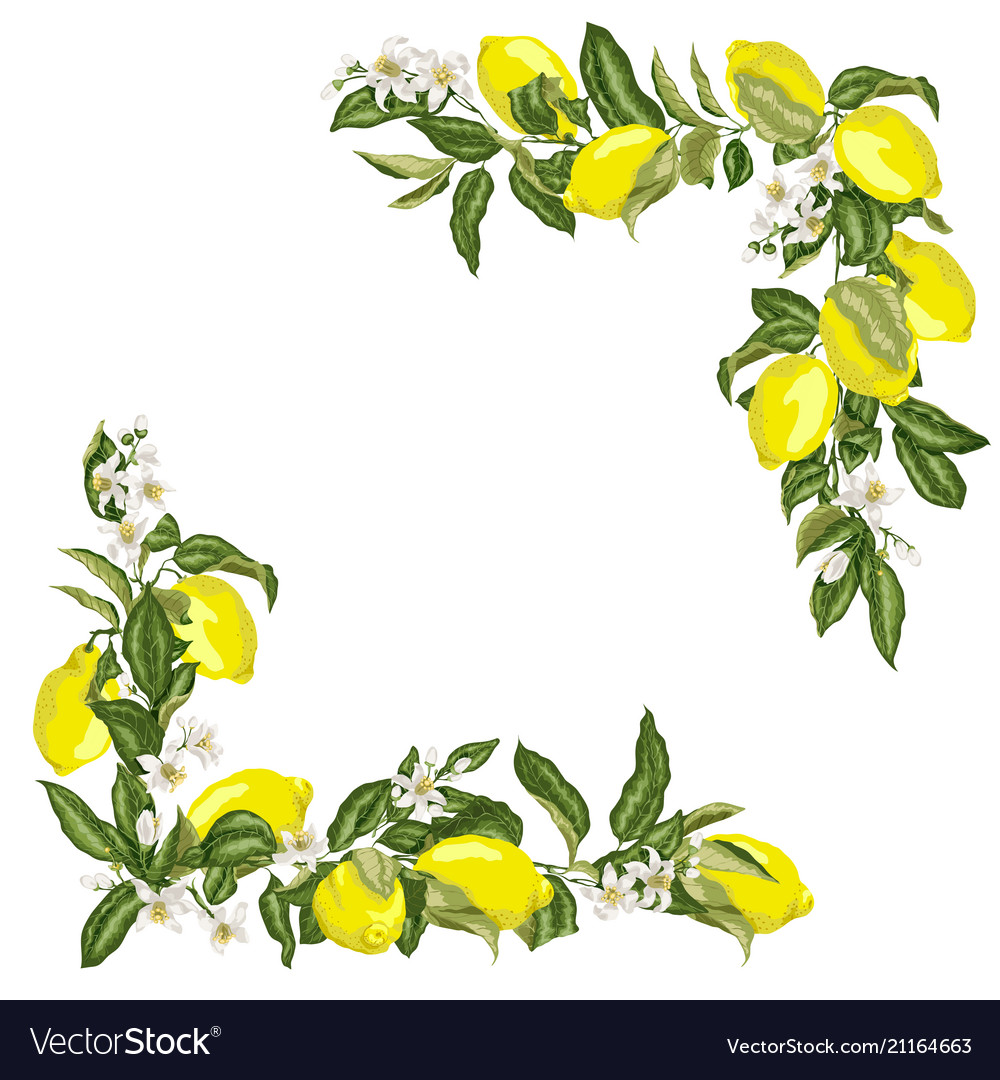 Set of corner square frame template with citrus vector image Set of corner square frame template with citrus