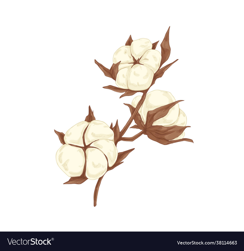 Soft cotton flower branch realistic botanical Vector Image