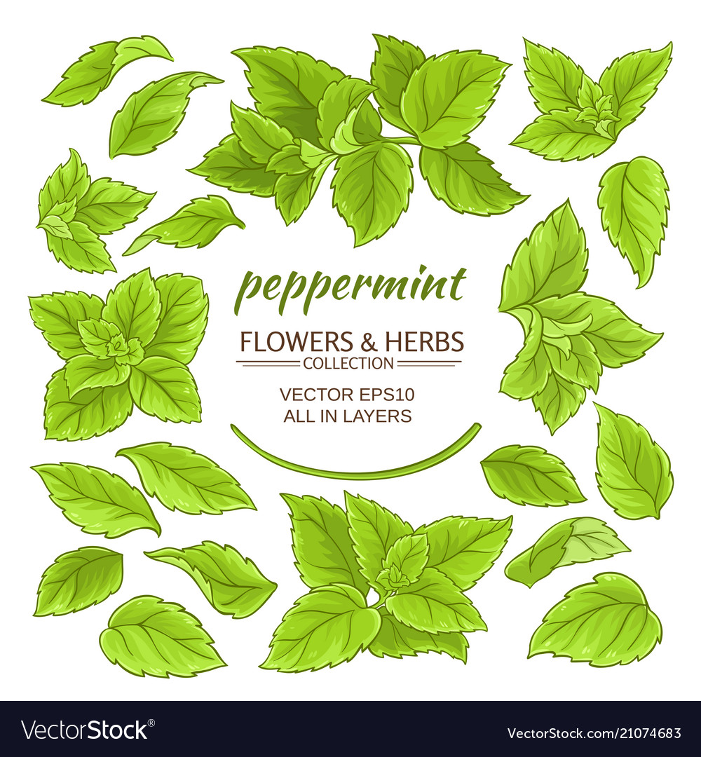 Peppermint elements set Royalty Free Vector Image