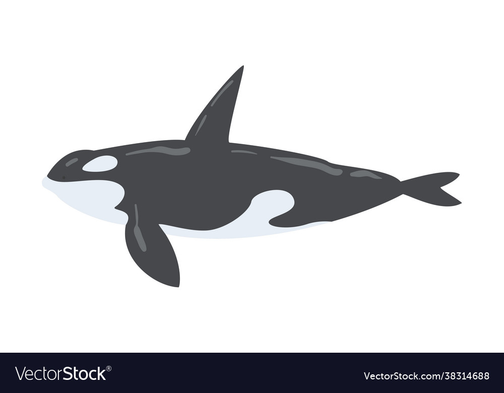 Orca killer whale marine mammal fish animal Vector Image Orca killer whale marine mammal fish animal Vector Image