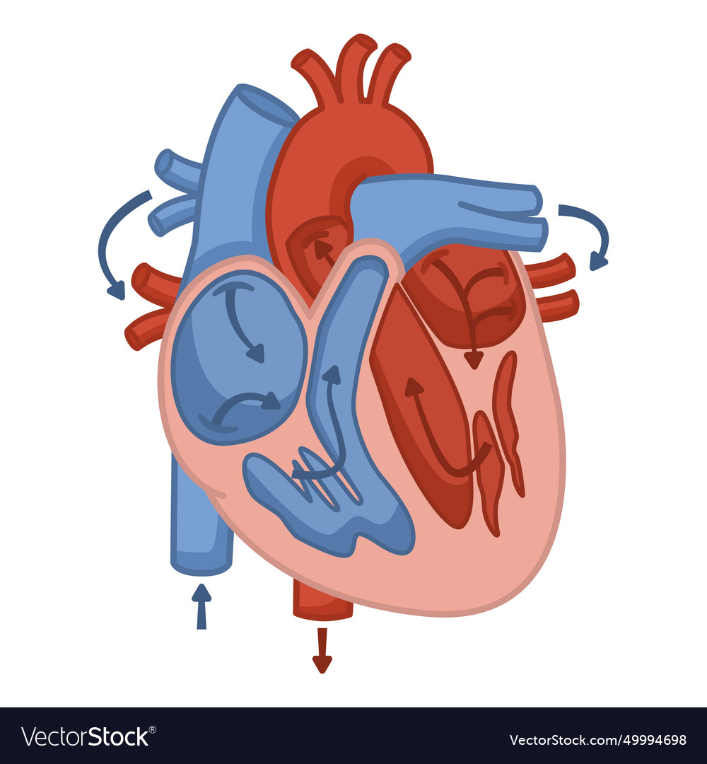 Anatomy of the blood flow human heart