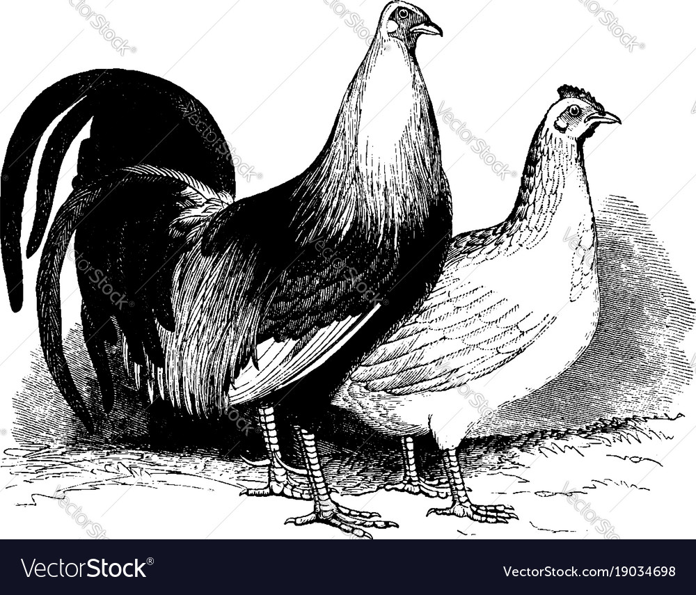 Game fowl vintage Royalty Free Vector Image - VectorStock