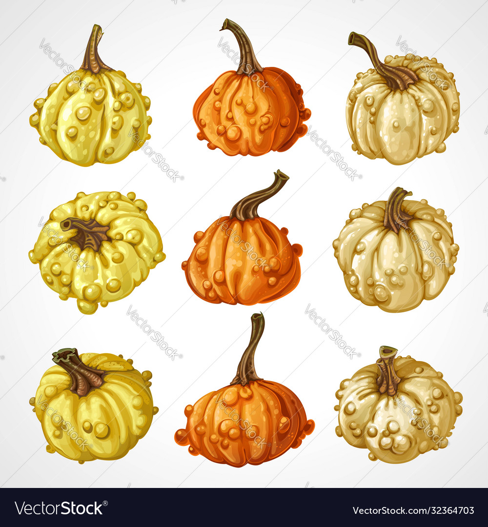 Big set pumpkins different colors isolated vector image Big set pumpkins different colors isolated