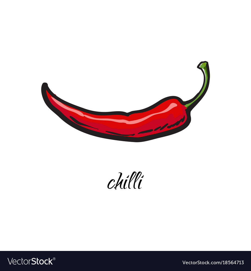 Realistic hand drawing  of whole red  chili  pepper  Vector Image