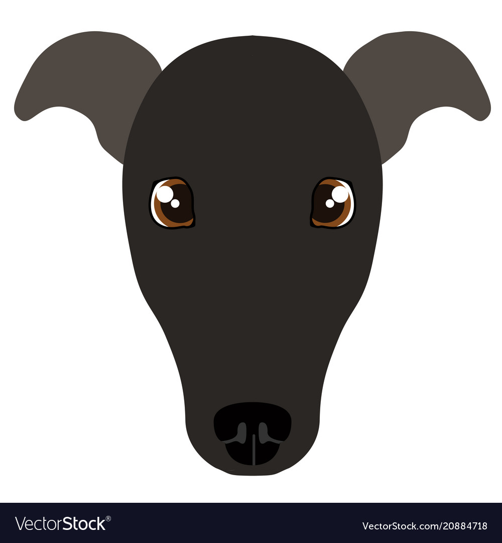 Italian greyhound avatar