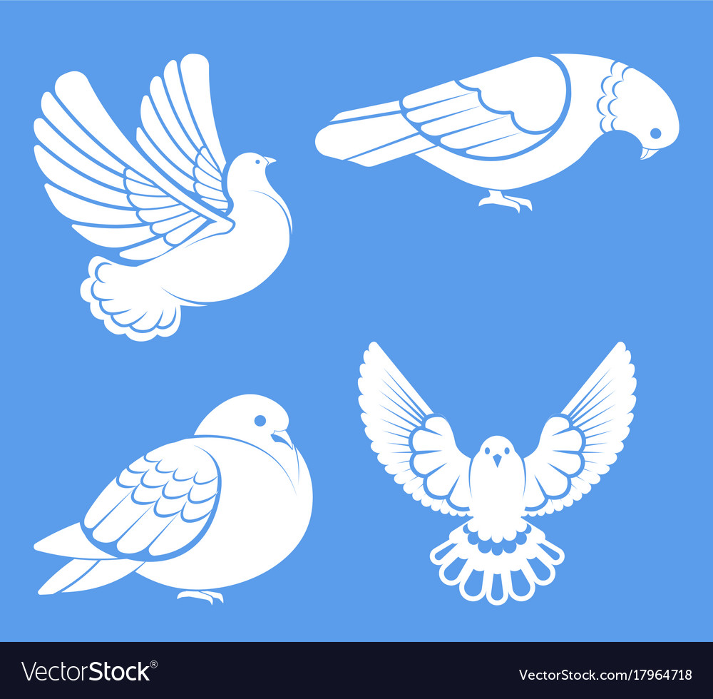 Pigeon or dove white bird flying with spread Vector Image