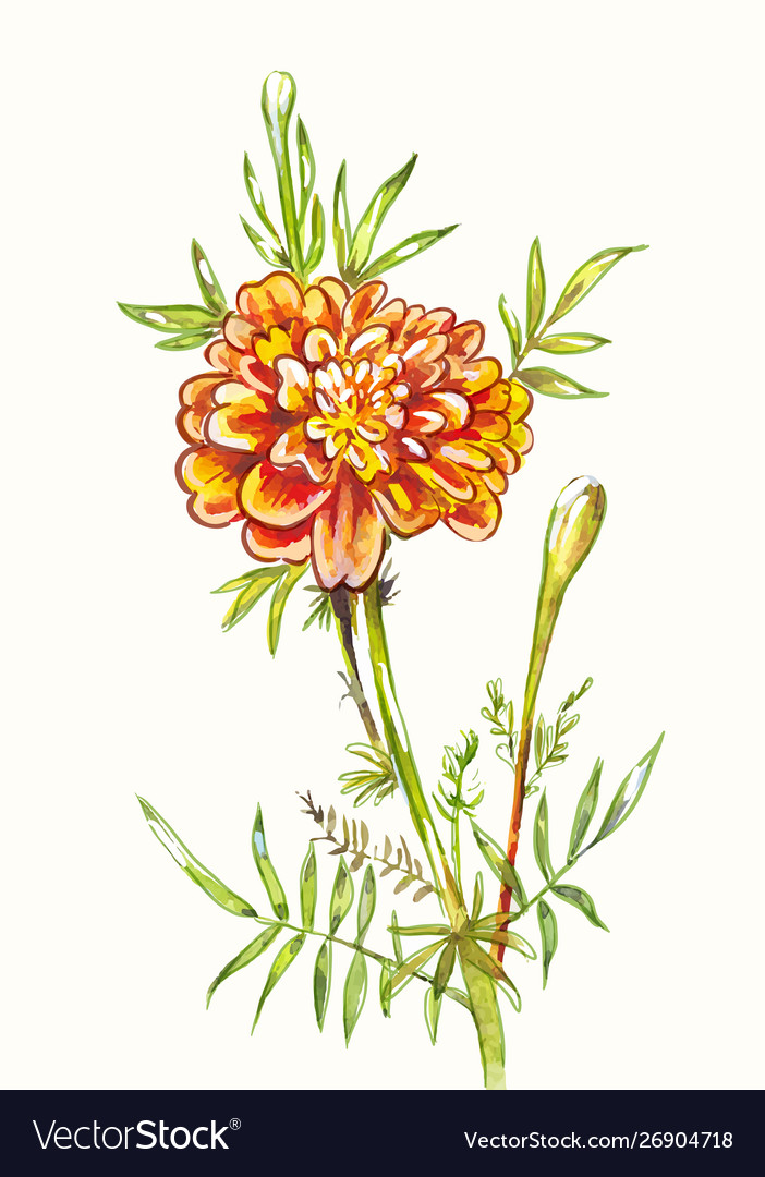 watercolor marigold