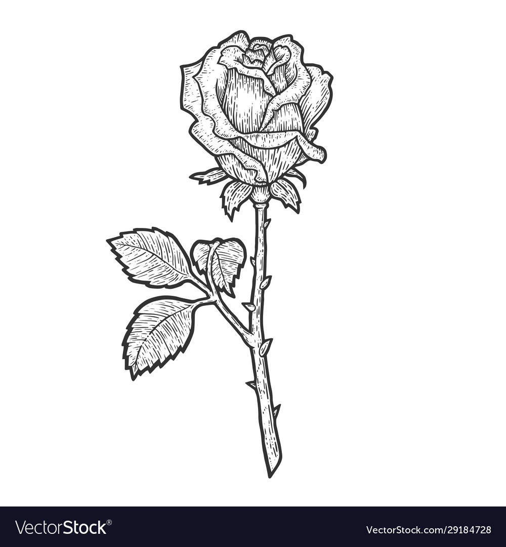 Rose Sketch You Will Enjoy