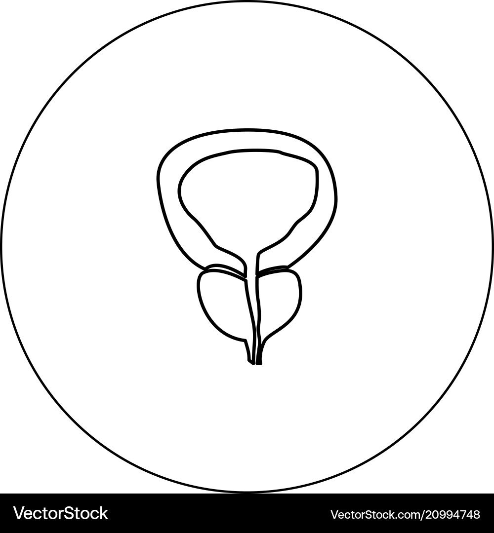 Prostate gland and bladder icon black color Vector Image
