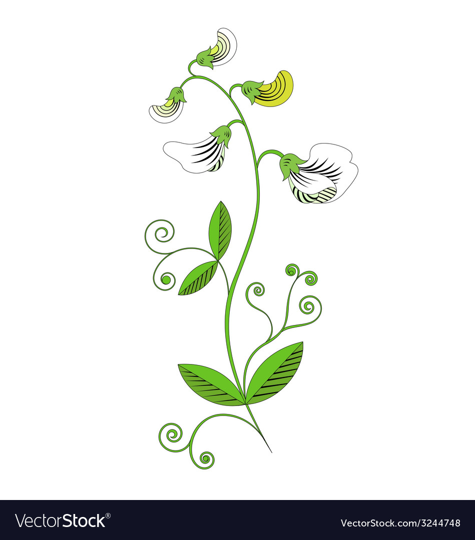 Download Sweet pea Royalty Free Vector Image - VectorStock