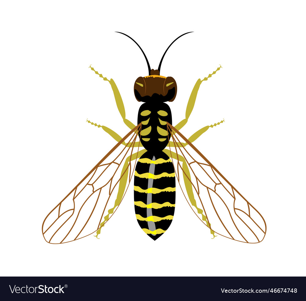 Wasp isolated image on a white background insect