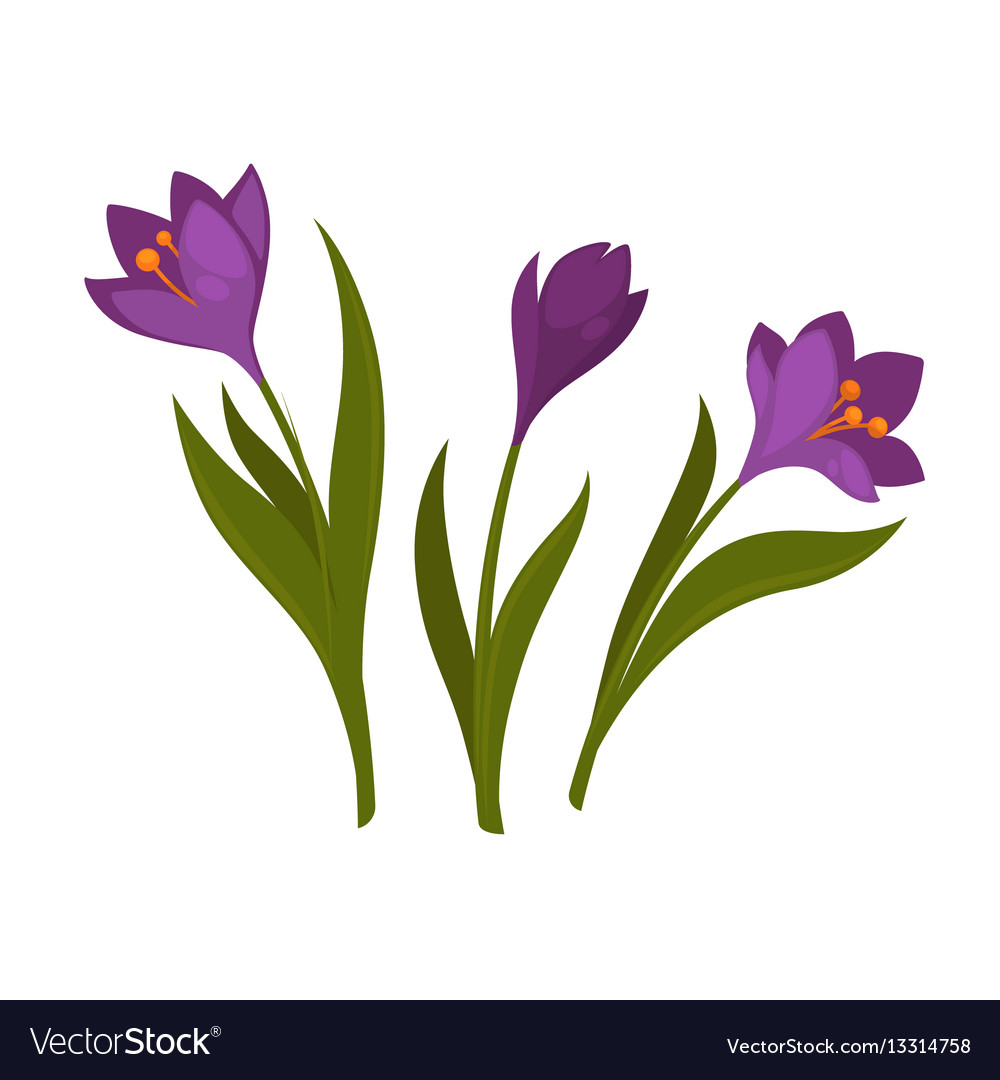 Three violet crocus blooming flowers isolated on Vector Image