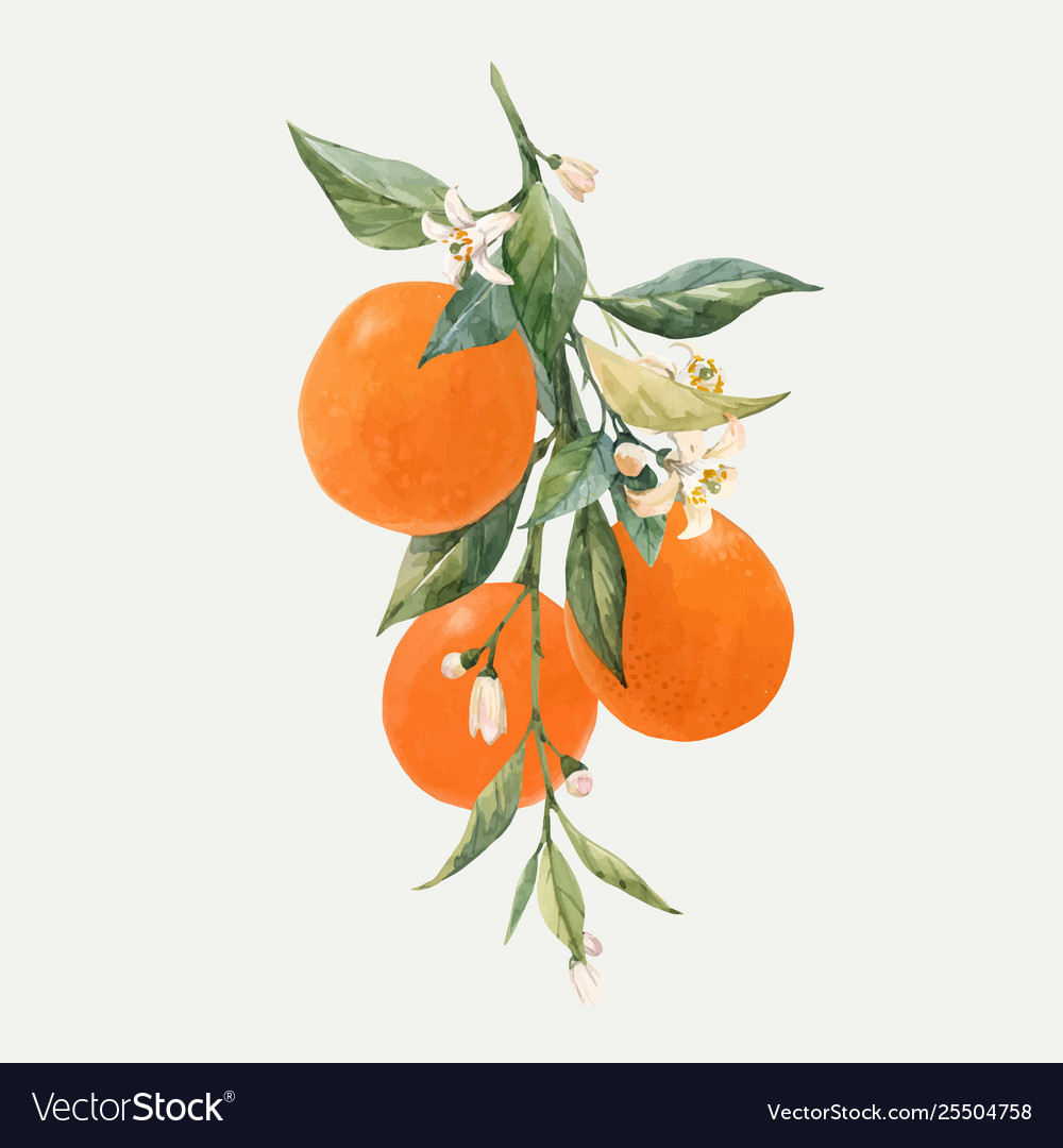 Watercolor citrus fruits Royalty Free Vector Image