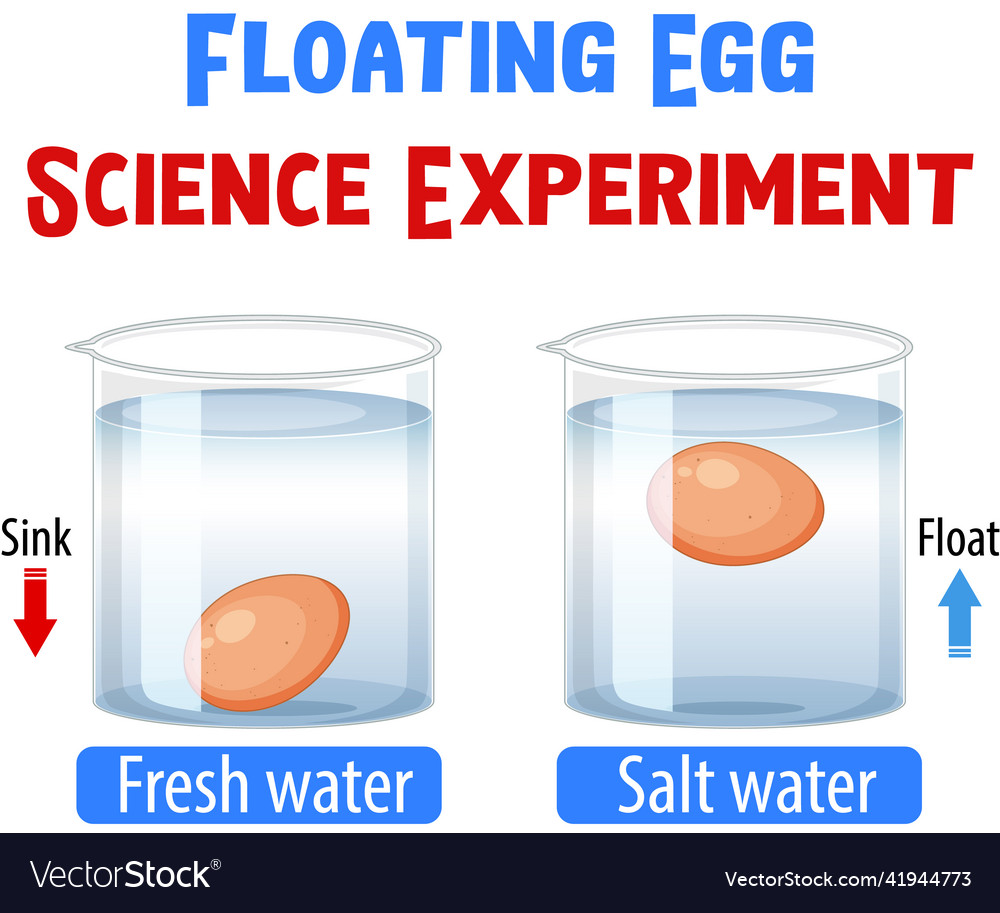 Floating egg science experiment Royalty Free Vector Image