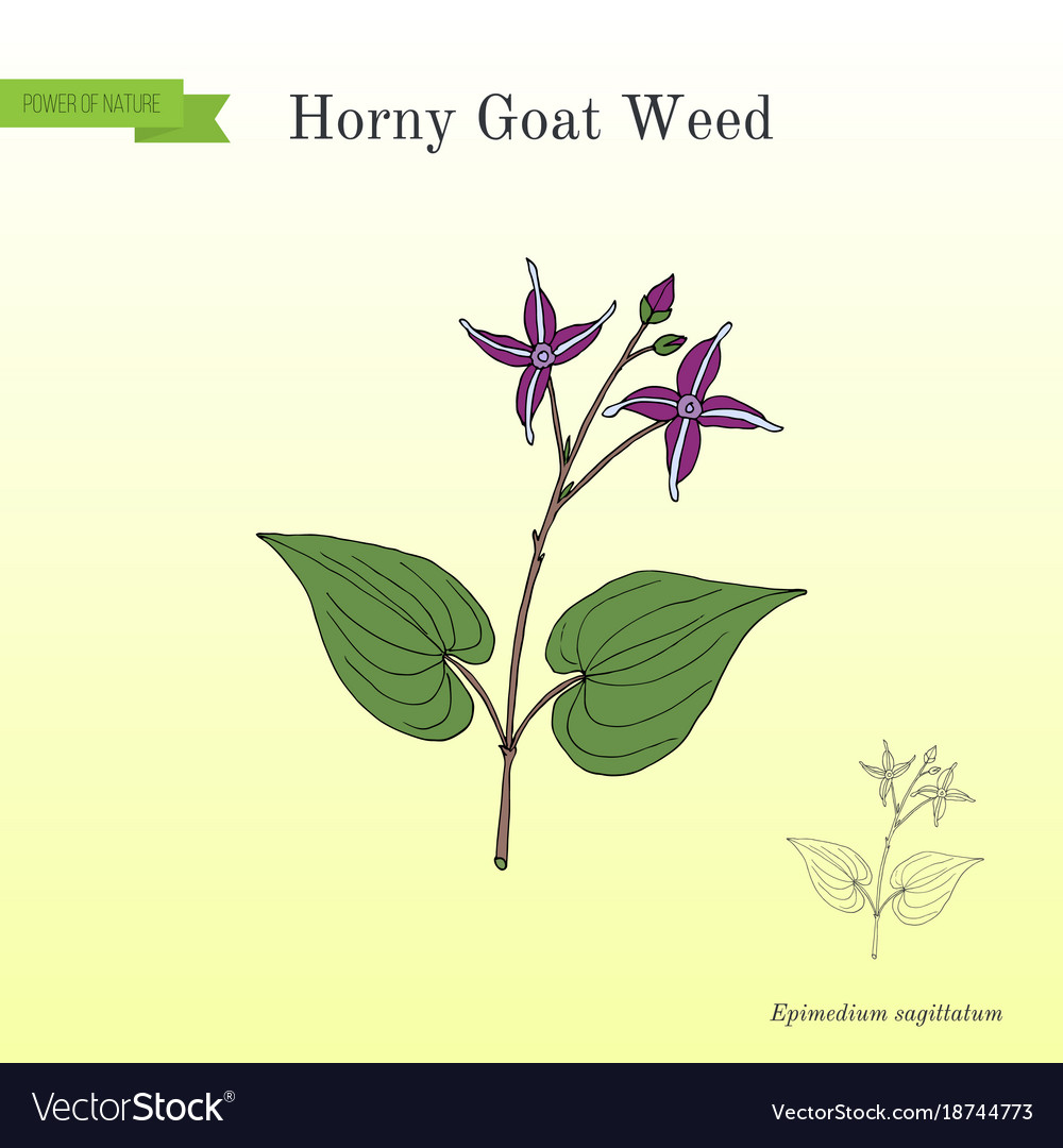 Horny Ziegenkraut Epimedium Sagittarius medizinisch