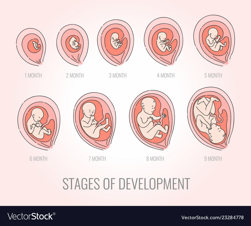 Embryo Month Stages Of Development Royalty Free Vector Image 