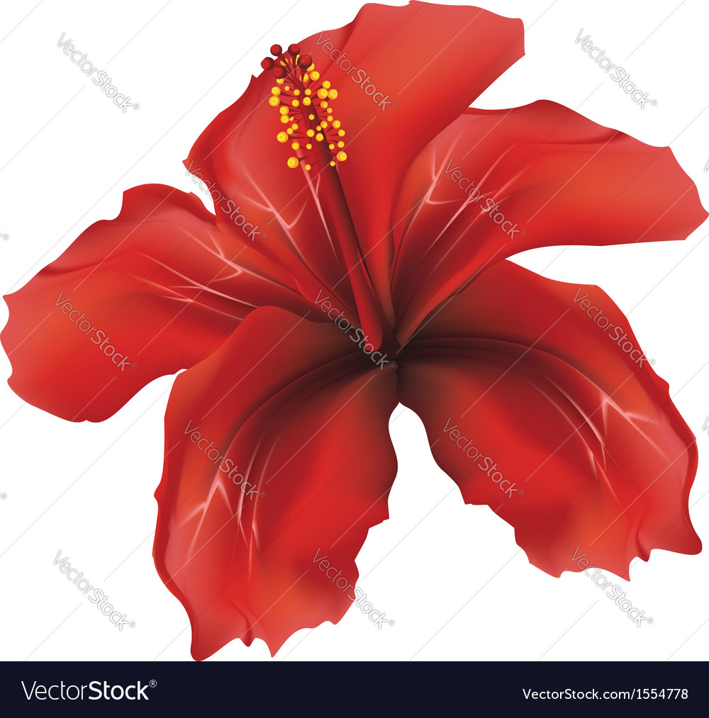 Red hibiscus2 Royalty Free Vector Image - VectorStock