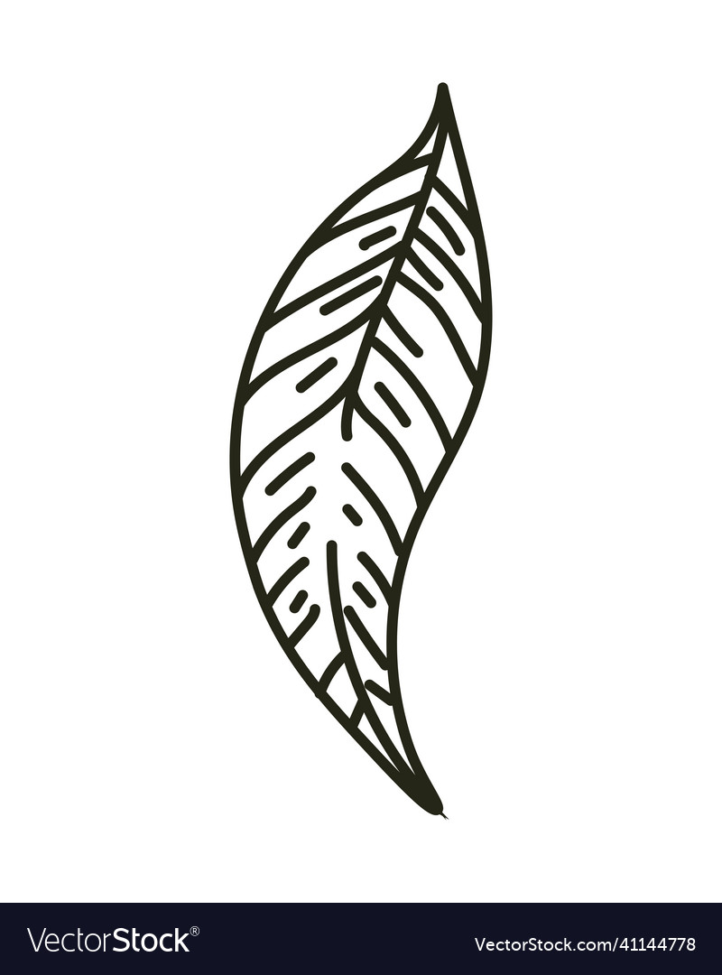 Sketching leaf nature Royalty Free Vector Image