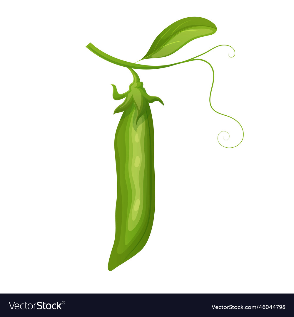 Green pea food cartoon