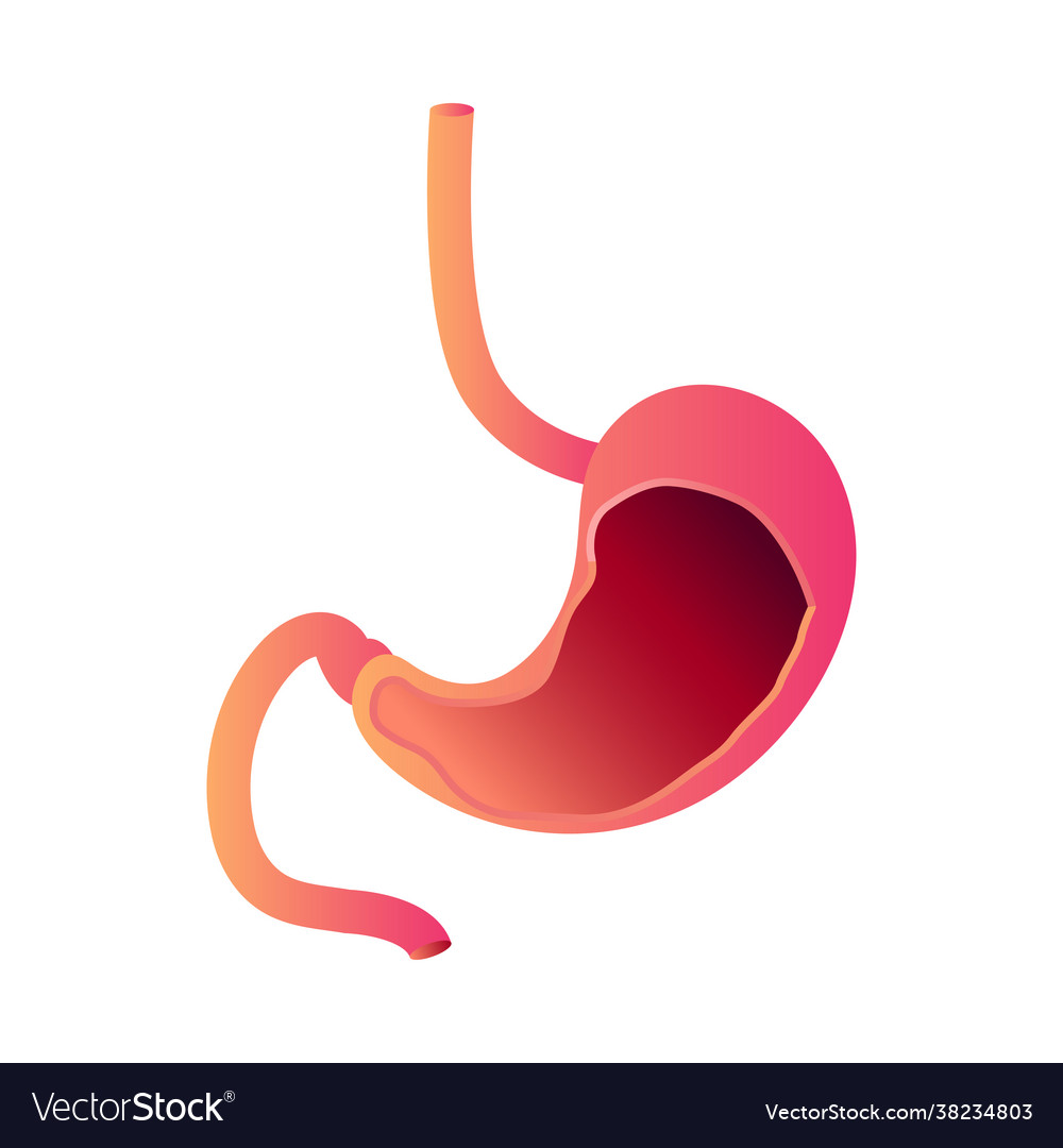 Anatomy human stomach Royalty Free Vector Image