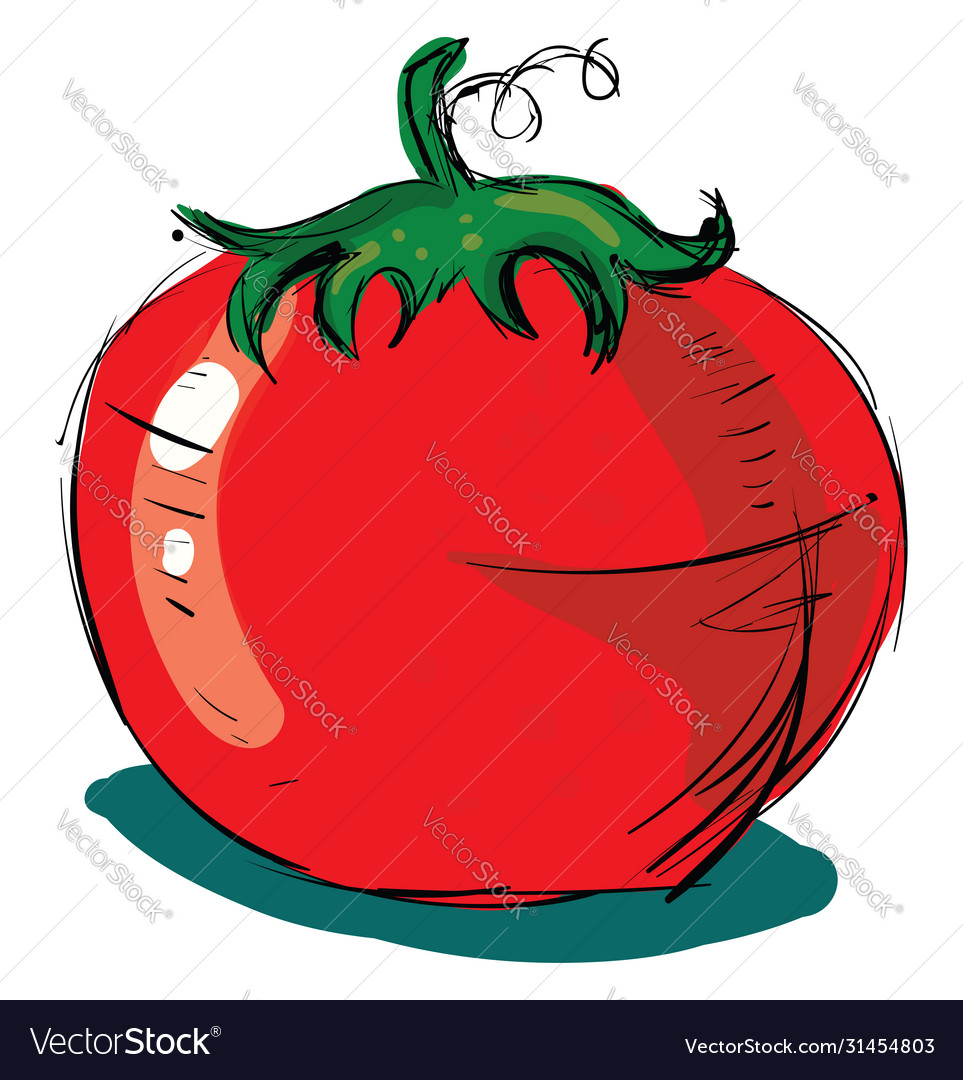 Tomato drawing on white background Royalty Free Vector Image