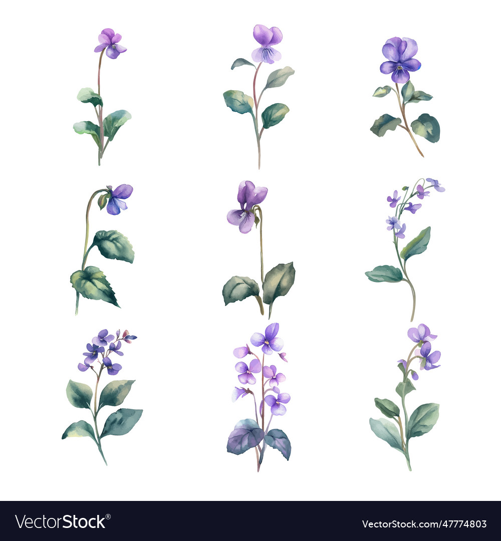 Violetswatercolor set of flowers hand drawn Vector Image