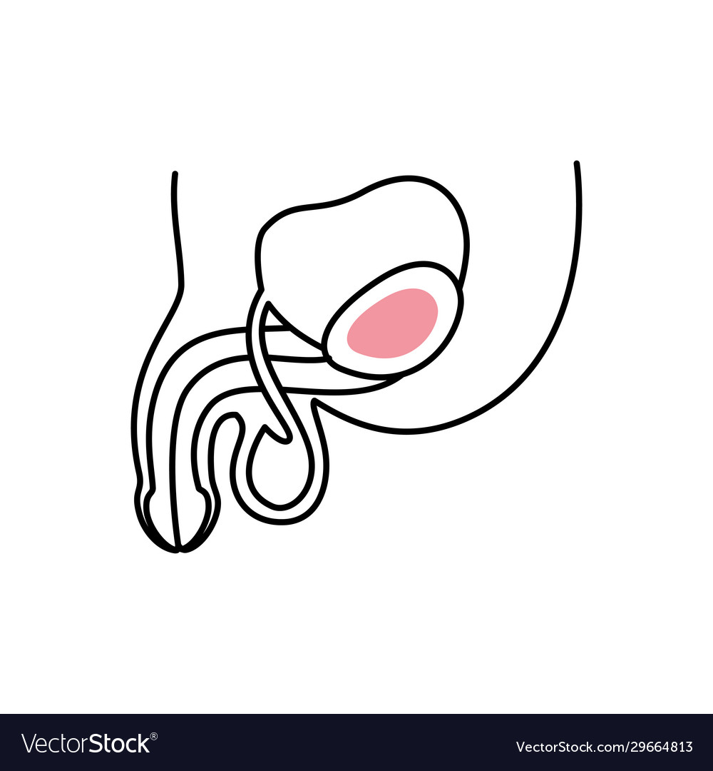 Isolated male reproductive system icon