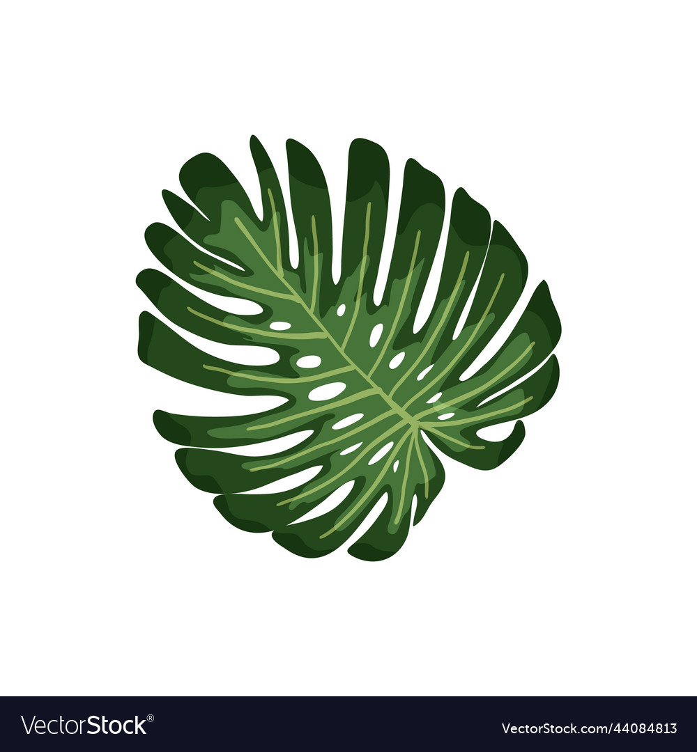 Tropical leaves botanical palm tropic leaf set