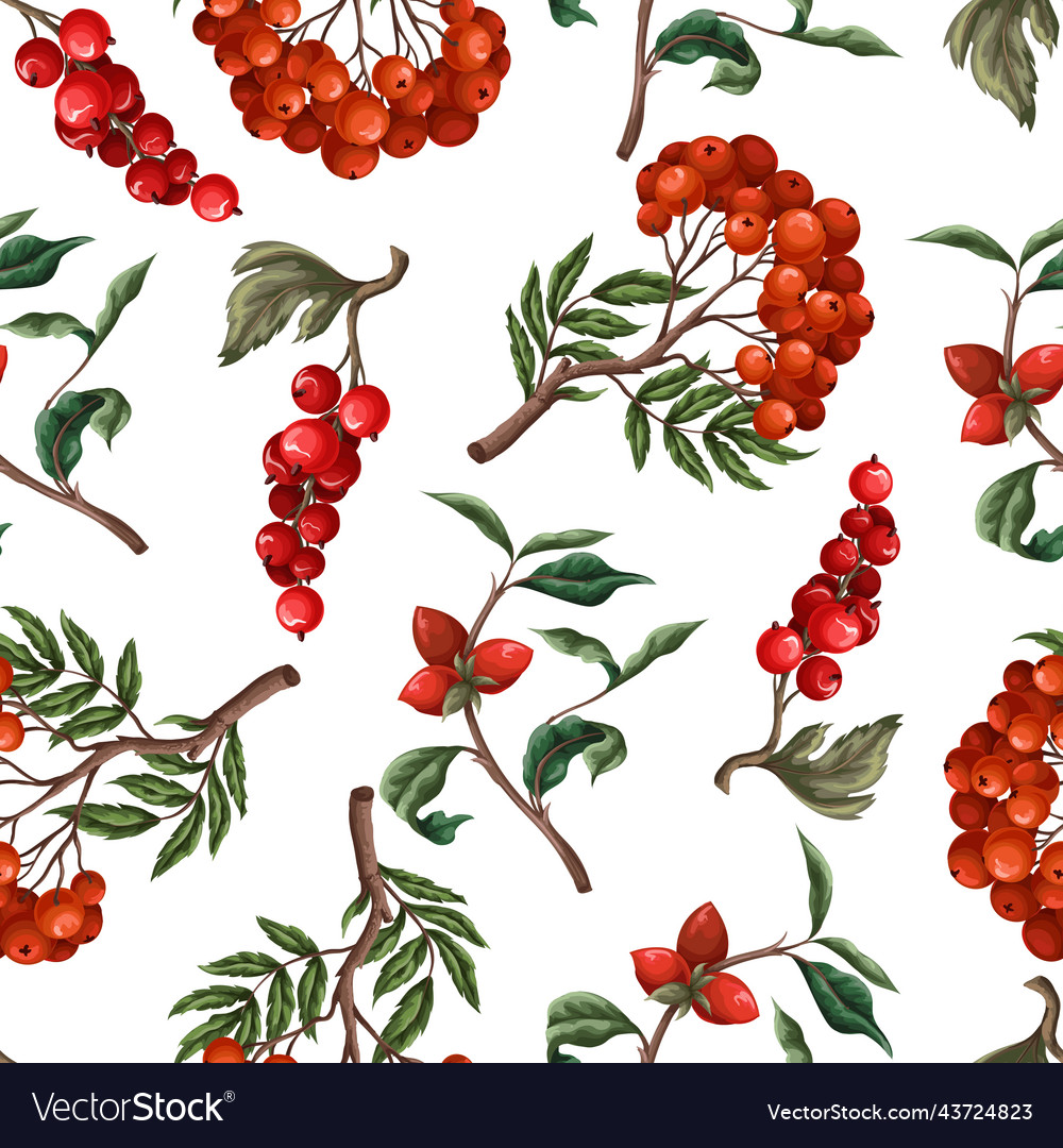 Seamless pattern with berries such as rowan Vector Image