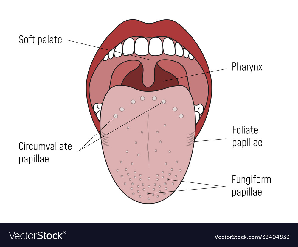 Lingual gustatory papillae and taste buds human Vector Image