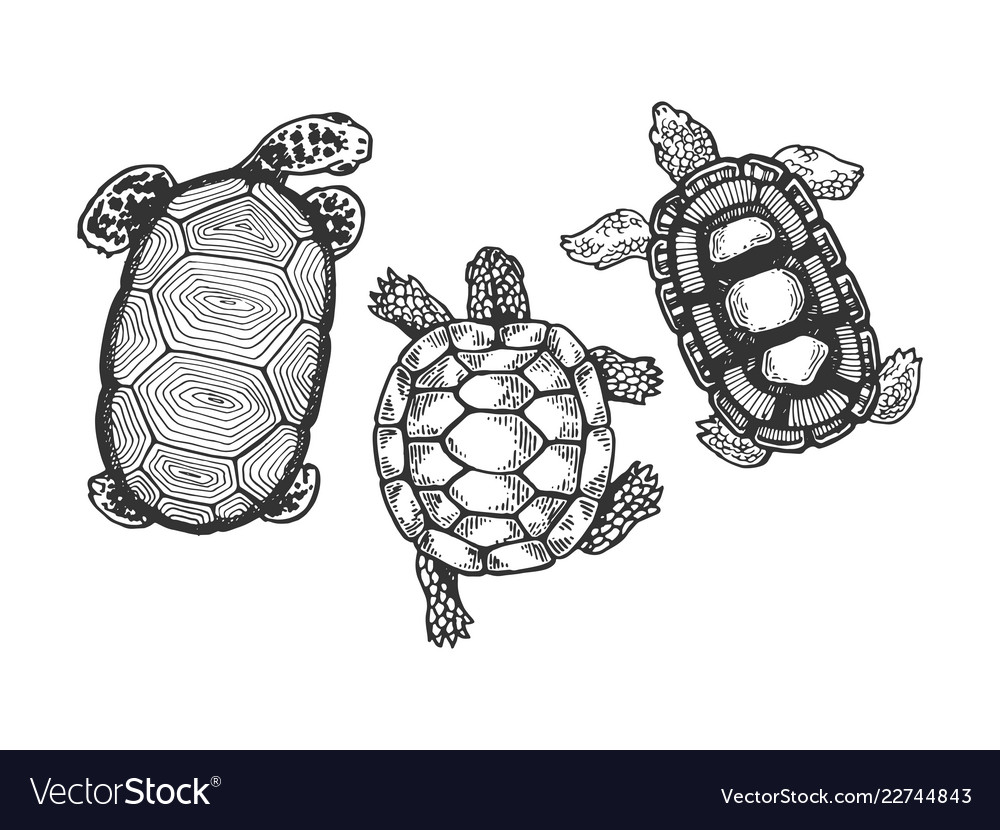 Turtle animal engraving Royalty Free Vector Image