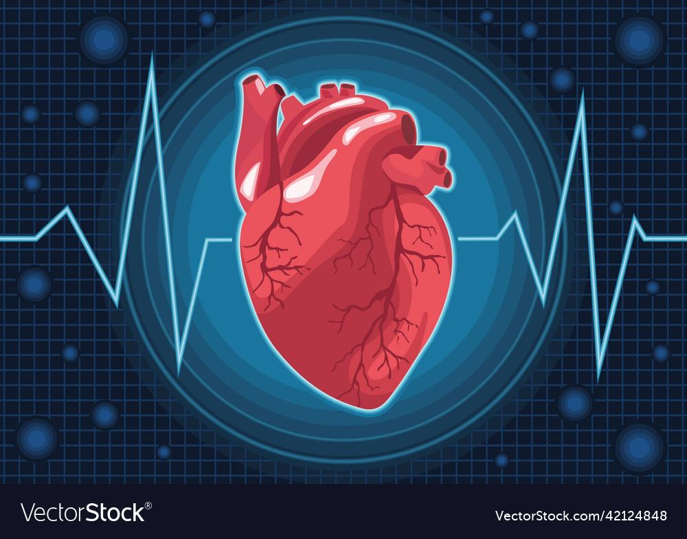 Realistic heart organ Royalty Free Vector Image